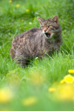 <i>Felis silvestris grampia</i><br/> Scottish wildcat