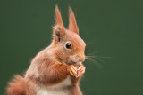 <i>Sciurus vulgaris</i><br/> Red Squirrel
