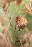 <i>Micromys minutus</i><br/>Harvest Mouse