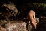 <i>Mustela nivalis</i><br/>Weasel
