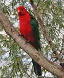 Australian King Parrot