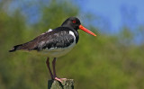 oystercatcher.jpg