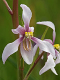 Cyanella orchidiformis.jpg