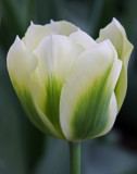 tulip spring green.jpg