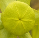 pitcher plant flower 3.jpg