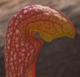 pitcher plant leaf 10.jpg