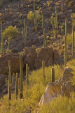 Saguaro NP dusk.jpg