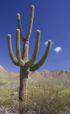 saguaro branched.jpg