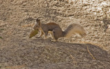 tassle eared squirrel 2.jpg
