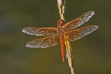 Libellula saturata.jpg