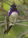 costas hummingbird 2.jpg