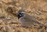 black throated sparrow.jpg