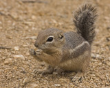 harriss antelope ground squirrel 3.jpg