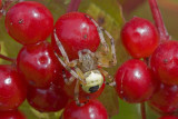 08 August spider.jpg