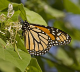 monarch underside 2.jpg