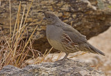 gambols quail female.jpg