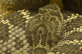 Arizona black rattle snake.jpg