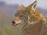 Coyote .jpg