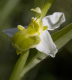 Ophrys apifera var chlorantha 2.jpg