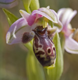 Ophrys kotschyi 6.jpg