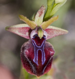 Ophrys mammosa 3.jpg
