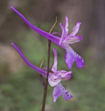 Orchis anatolica ssp troodi.jpg