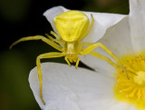 yellow crab spider.jpg