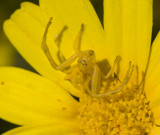 yellow crab spider in chrysanthemum.jpg