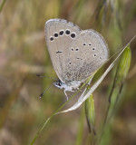 Paphos blue 2.jpg