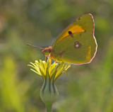 clouded yellow.jpg