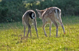 fallow fawns.jpg