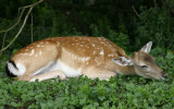 fallow deer doe.jpg