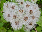 whitebutterbur seedheads.jpg