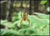 P1410398 Spider.jpg