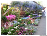 Store in flower market