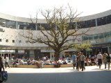 Oak tree in the Food Court 05.05.08 248.jpg