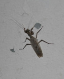 Bugs 006.jpg