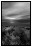 Evening_Dune_Saltbushes