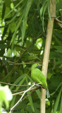 Blue-winged Leafbird -- sp 49