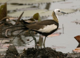 Pheasant-tailed Jacana - breeding -- 2008