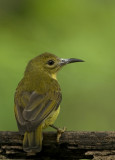 Olive-backed Sunbird - female