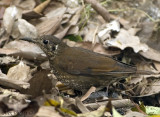 Dark-sided Thrush -- sp 211