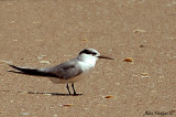 Little Tern -- sp 191