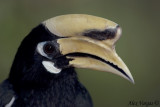 Oriental Pied Hornbill - portrait -- 2009