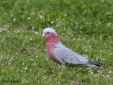 Galah