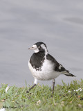 Magpie-lark - female
