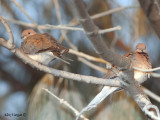 Laughing Turtle-Dove 2