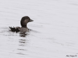 Musk Duck - female 2