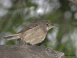 Australian Reed-Warbler