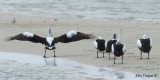 Australian Pelican - butts!